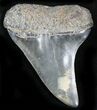 Fossil Mako Shark Tooth - Virginia #28838-1